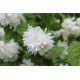 Kameliajasmike (Philadelphus × virginalis) ‘Minnesota snowflake’